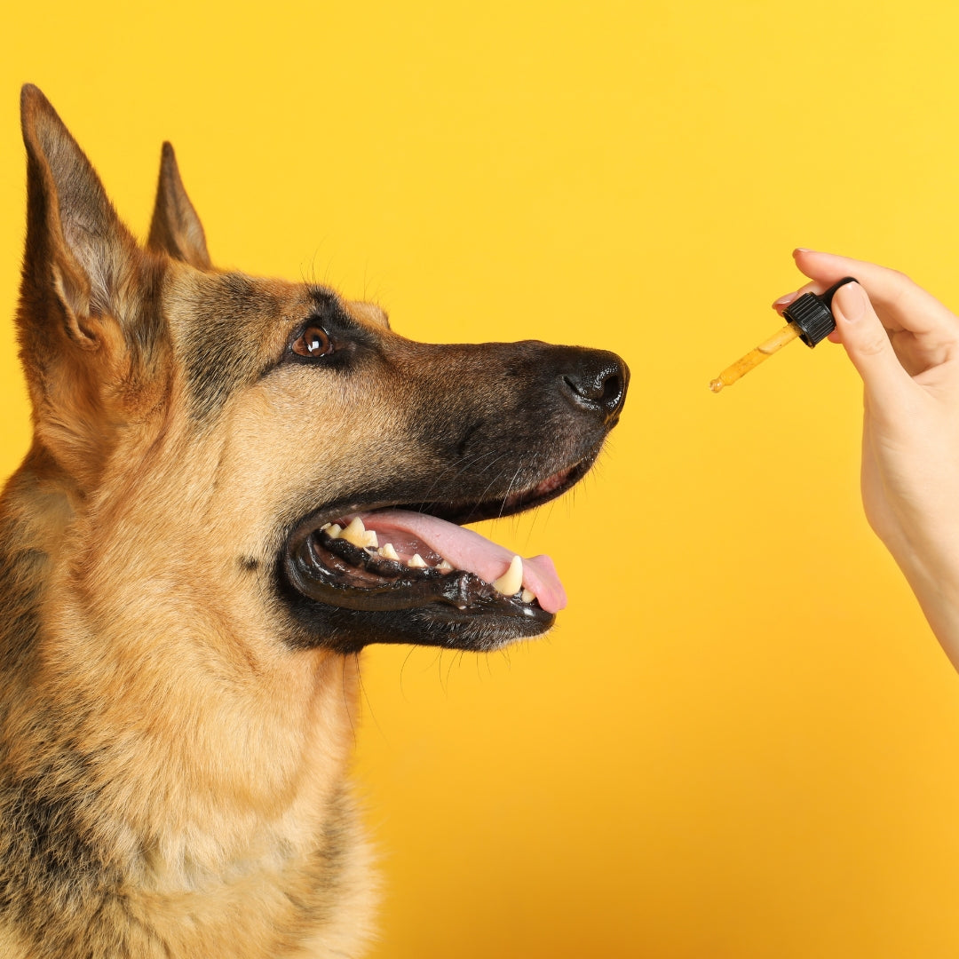 Healing Potential: Medicinal Mushrooms for Dogs Royal-Mushroom