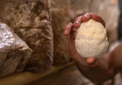 The Power of Lion's Mane Oil: Benefits, Dosage, and Reviews