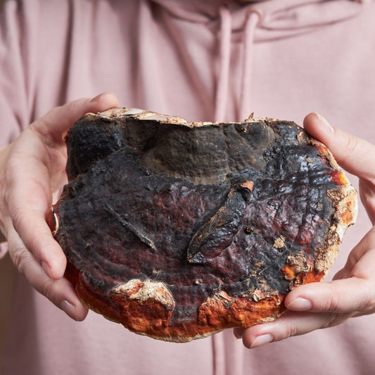 Reishi vs. Melatonin: A Natural Sleep Solution Backed by Science