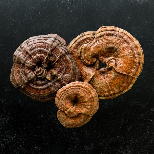 Is Reishi Good for Anxiety? Behind This Calming Mushroom