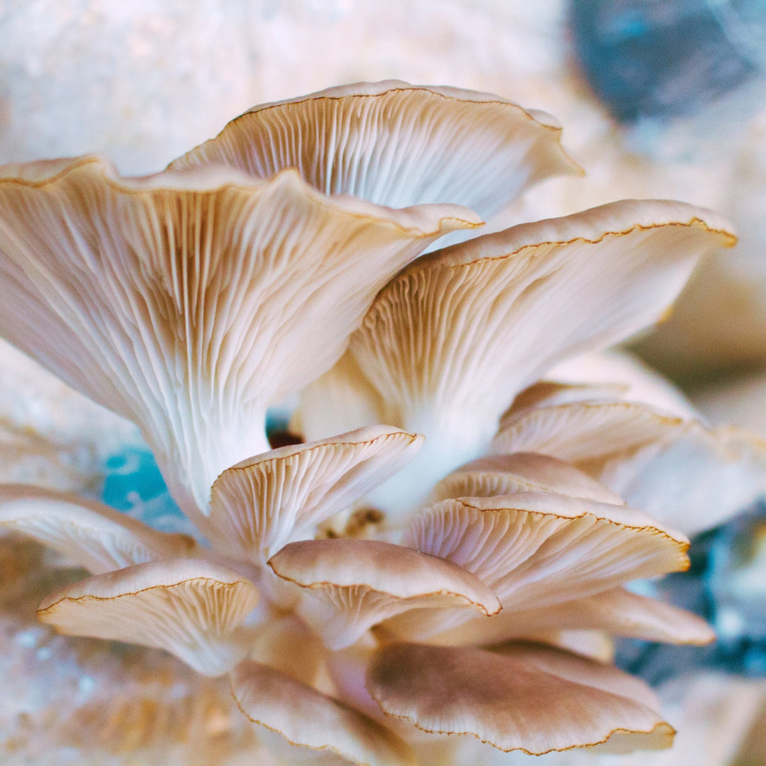 The Life Cycle of Mushrooms Royal-Mushroom