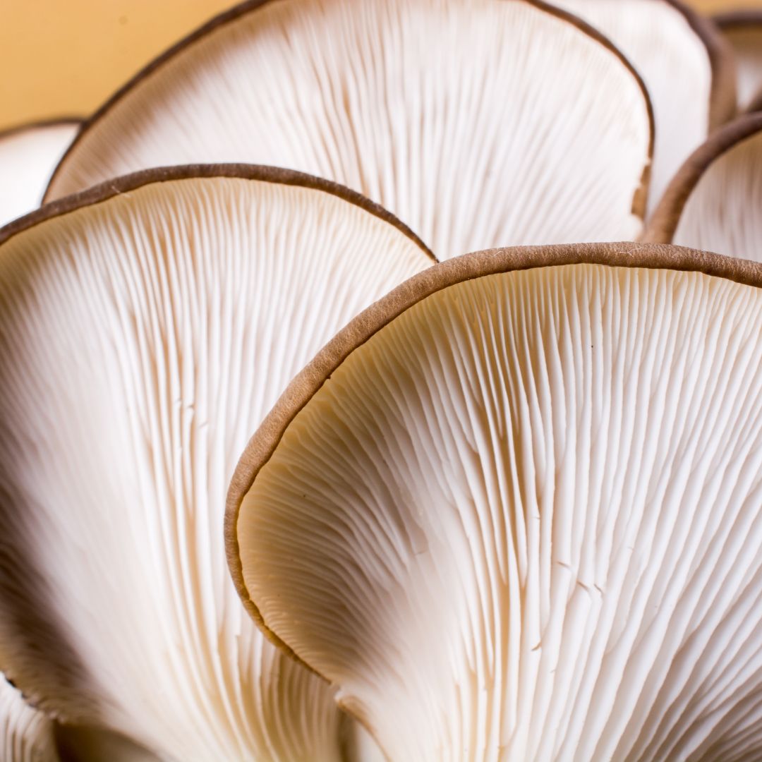 Deep Dive into Mushroom Mycelium Royal-Mushroom
