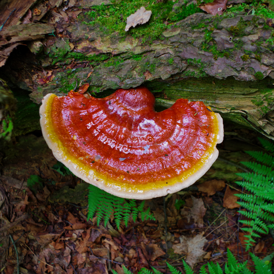 How Reishi Mushroom Can Help Reduce Stress and Anxiety | What Mushroom is Good for Anxiety Royal-Mushroom