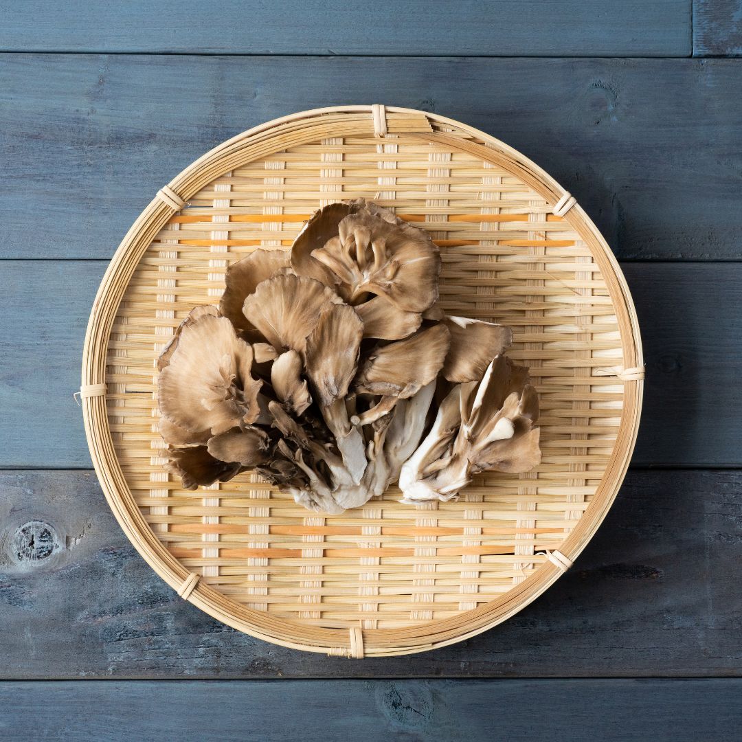Maitake Mushroom – The Untapped Potential of an Ancient fungi Royal-Mushroom