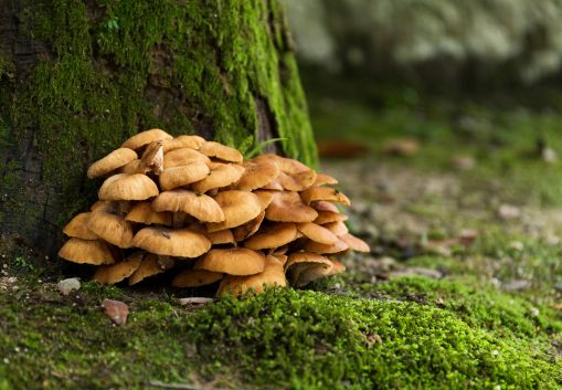 Exploring the Health Benefits of Maitake Mushrooms