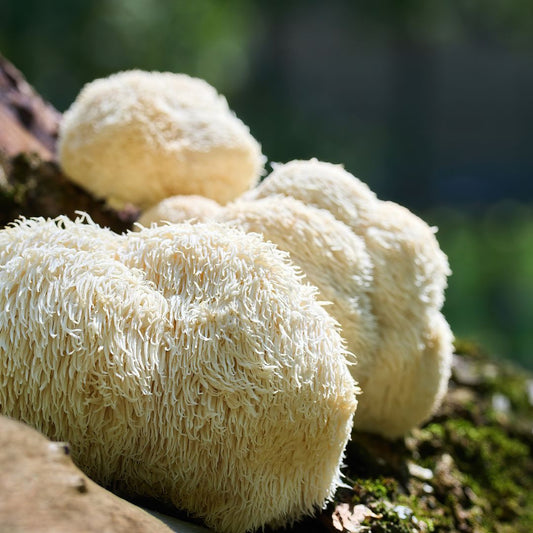 Lion’s Mane Gummies vs Tincture: Which Form Works Best for Brain Health?