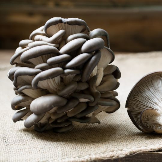 Choosing the Right Functional Mushroom Extract for Your Needs