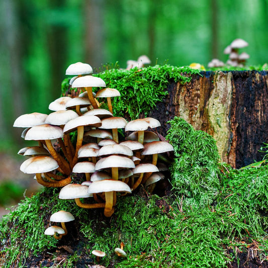 Medicinal Mushroom