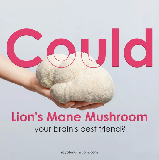 Lion's Mane vs. Other Medicinal Mushrooms: What Makes It Unique?