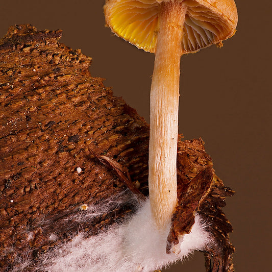 The Hidden Marvel of Mycelium: How Fungal Networks Benefit Us Royal-Mushroom