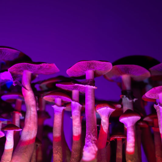 Unlocking the Power of Beneficial Mushrooms for Optimal Health Royal-Mushroom