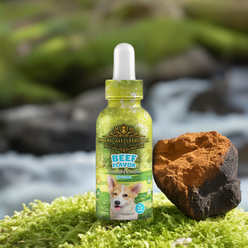 Dogs Tincture Beef Flavor - Chaga