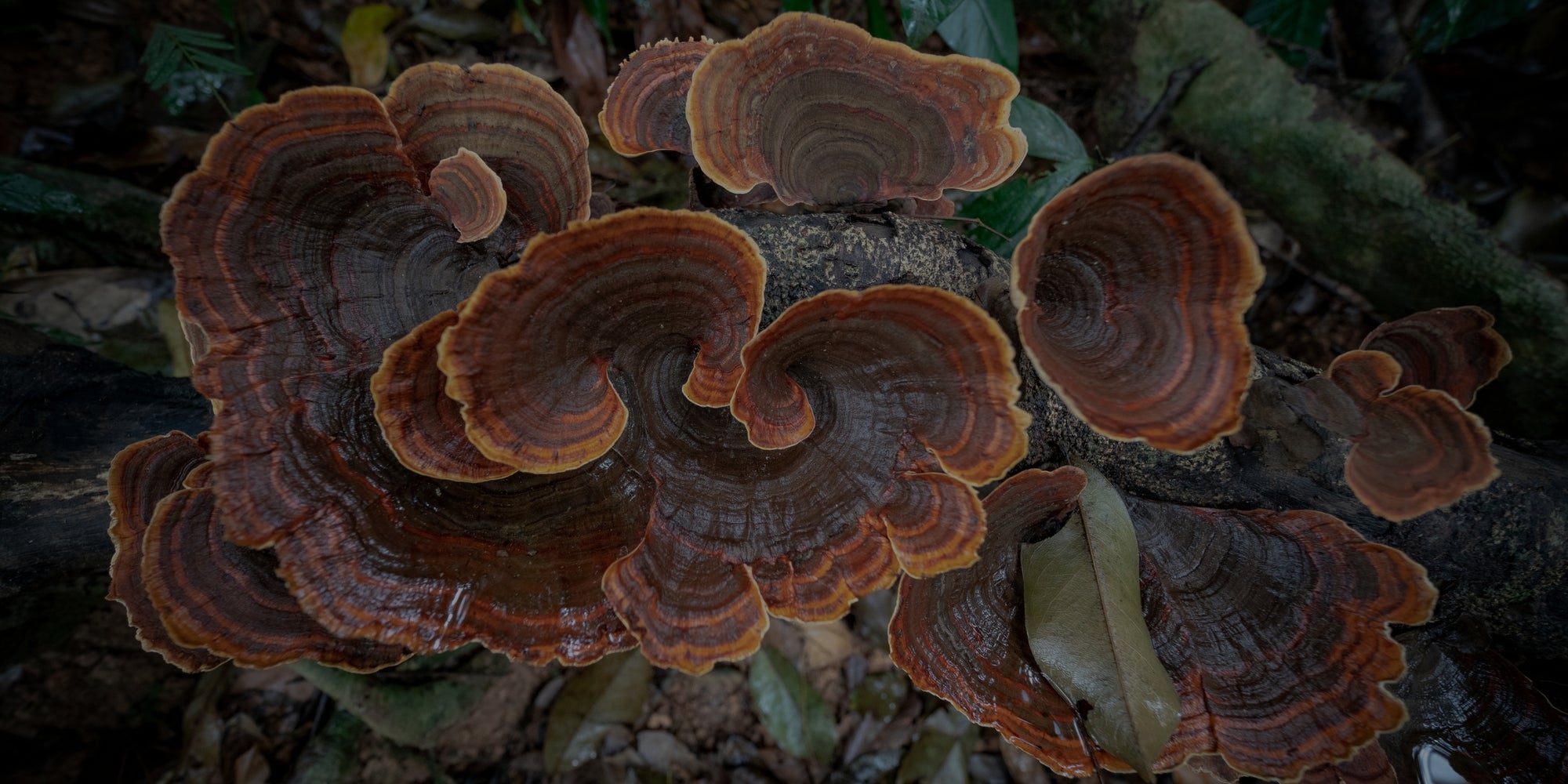 TurkeyTail Mushroom Benefits, Uses, and Cultural Significance Royal